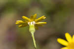 Roundleaf ragwort